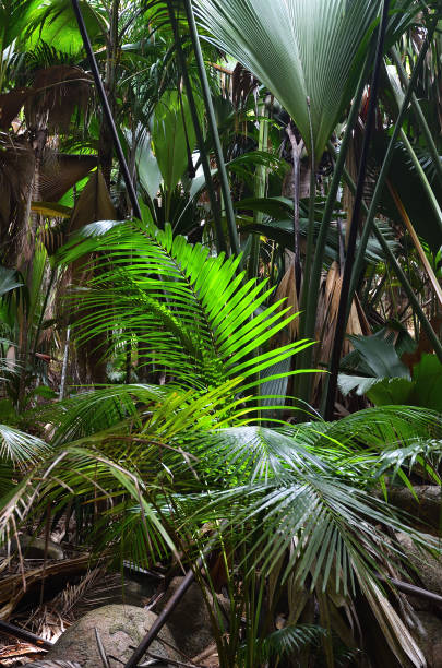istock Jungle Valle de Mai on the Seychelles islands 940246782