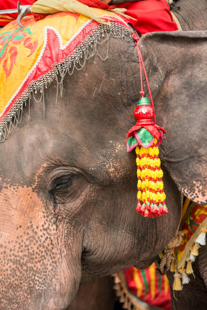 istock THAILAND BURIRAM SATUEK LONGBOAT RACE 940246870