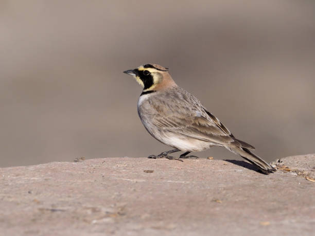 istock Shore lark or Horned lark, Eremophila alpestris atlas 940247014
