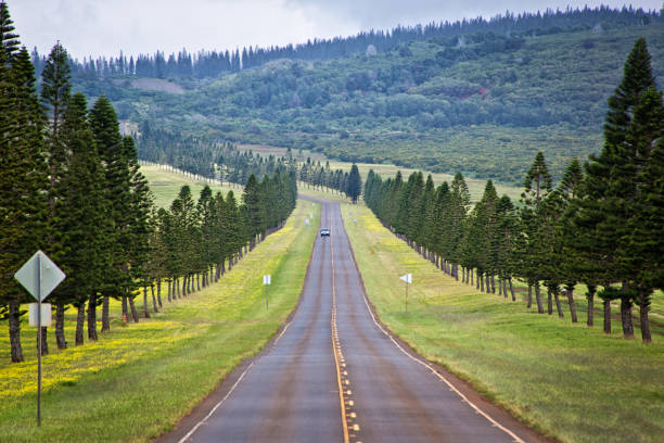 treelined road of lanai island in hawaii - lanai imagens e fotografias de stock