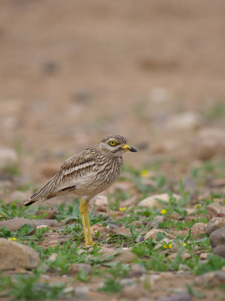 istock Stone curlew, Burhinus oedicnemus 940247426