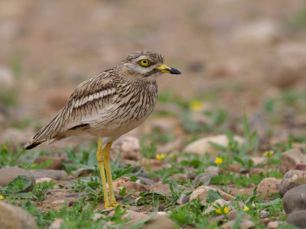 istock Stone curlew, Burhinus oedicnemus 940247490