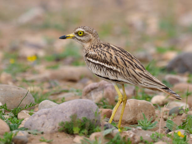 istock Stone curlew, Burhinus oedicnemus 940247816