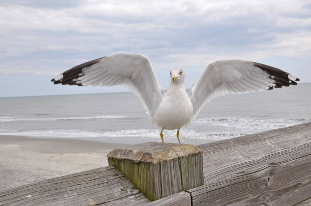 a seagull lands on a wooden post