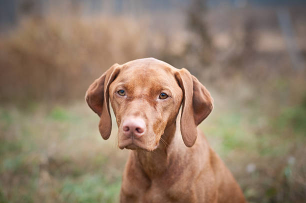 istock Female Vizsla Dog Portrait 94025005