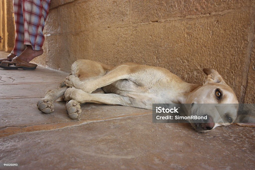 インドで休憩犬 - インド文化のロイヤリティフリーストックフォト