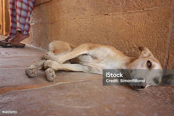 Foto de Cachorro Descansando Na Índia e mais fotos de stock de Adulto - Adulto, Cabeça de animal, Calor