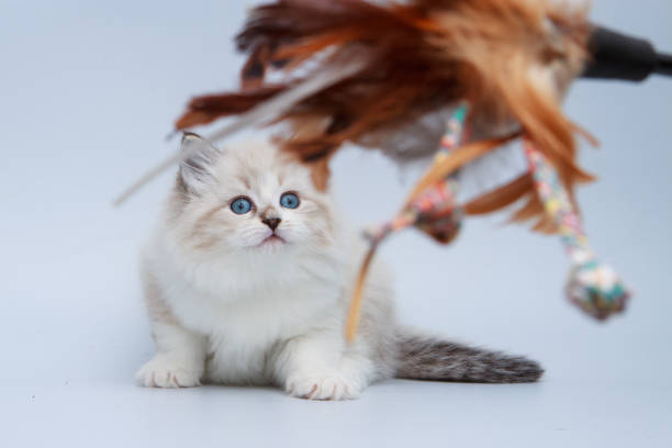 istock Portrait of Siberian kitten, studio shoot 940254536