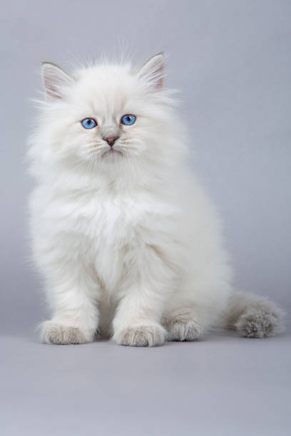 istock Portrait of Siberian kitten, studio shoot 940254662