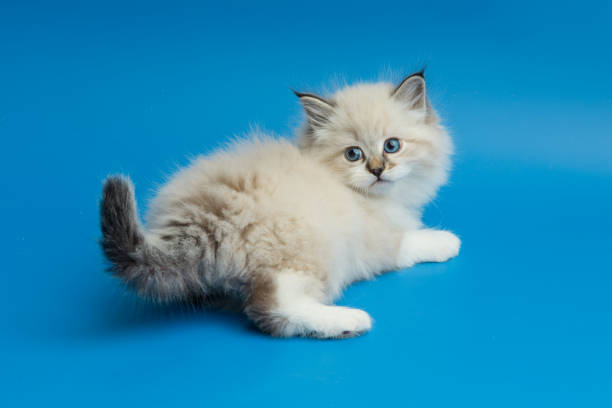 istock Portrait of Siberian kitten, studio shoot 940255332