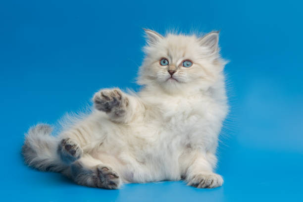 istock Portrait of Siberian kitten, studio shoot 940255608