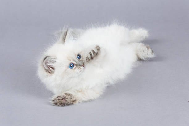 istock Portrait of Siberian kitten, studio shoot 940255790