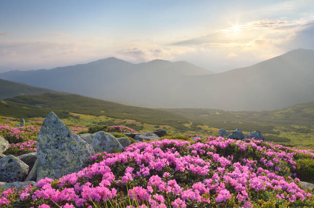 istock Flowers in the mountains 940258912