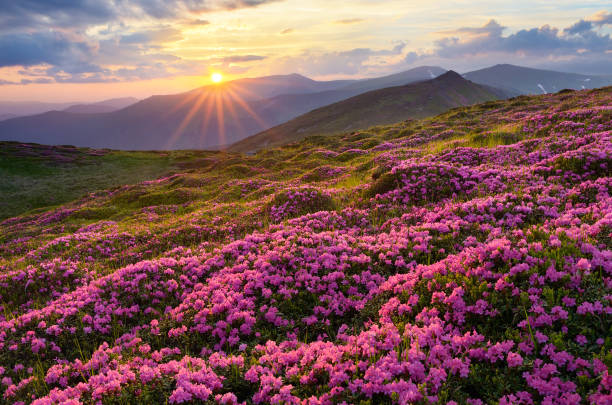 花のフィールドの山々 - mountain sunset heaven flower ストックフォトと画像