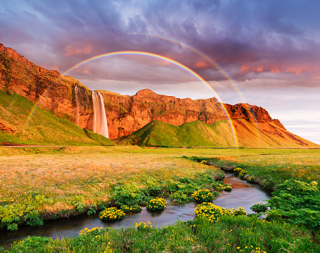 Seljalandsfoss waterfall. Summer landscape with a rainbow and a river. Amazing light of the evening sun. Yellow flowers in the valley. Famous tourist attraction of Iceland