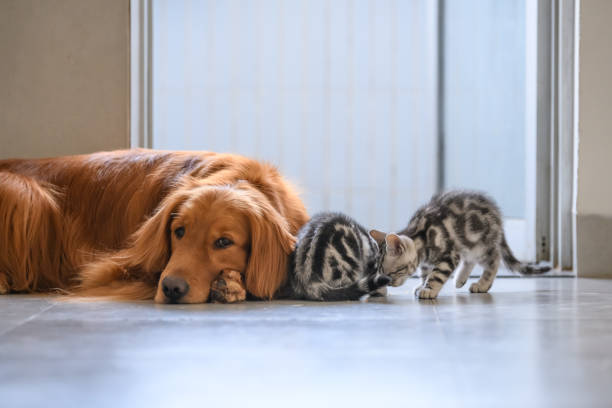 istock The kitten and the Golden retriever 940259424
