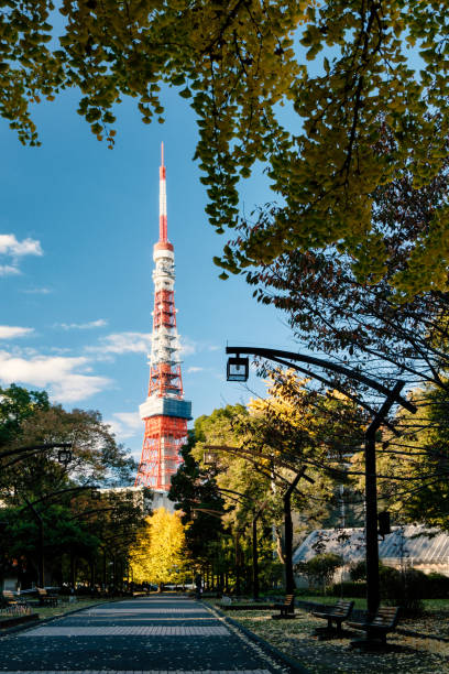 istock Tokyo tower from garden with yellow ginkgo tree 940259440