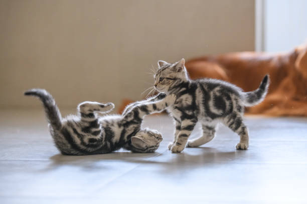 istock Two cute American cat kittens playing 940259446