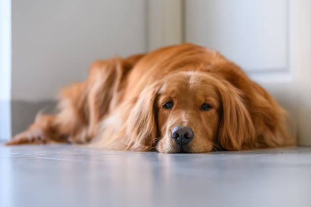 istock Cute golden retriever on the ground 940259504