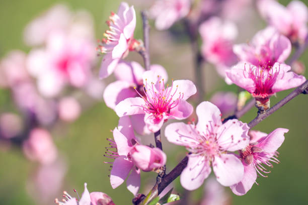 gros plan de fleurs de fleur rose pêches sur une branche d’arbre. temps de printemps - georgia peach photos et images de collection