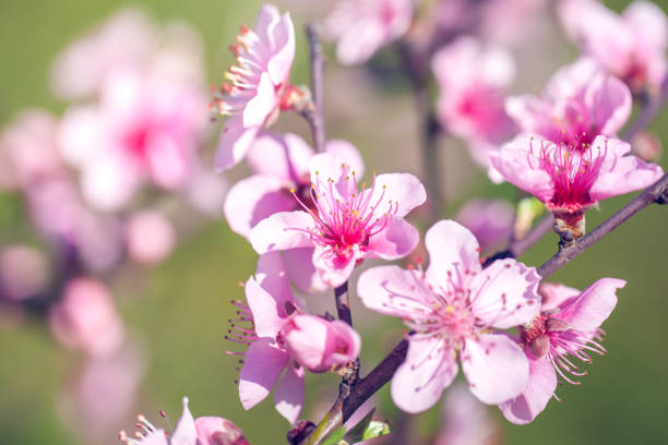 крупным планом розовый персик цвет цветет цветы на ветке дерева. весеннее время - georgia peach стоковые фото и изображения