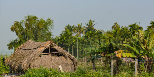 istock a thatched barn in garden with coconut palm trees and plants 940264520