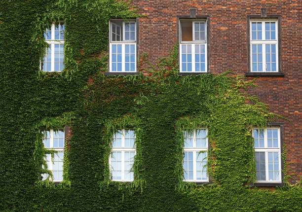 istock Windows of old house on wall mantled with ivy 940265266