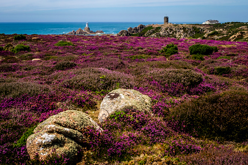 Heathland above Corbière Point, Corbière Lighthouse and WWII German Naval Tower MP2, Jersey, Channel Islands