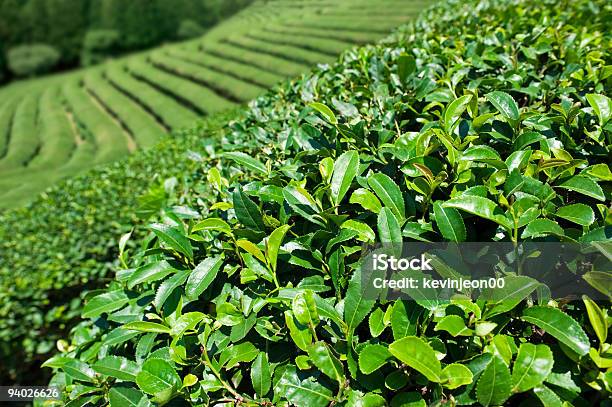 Té Verde Foto de stock y más banco de imágenes de Agricultura - Agricultura, Clorofila, Color - Tipo de imagen