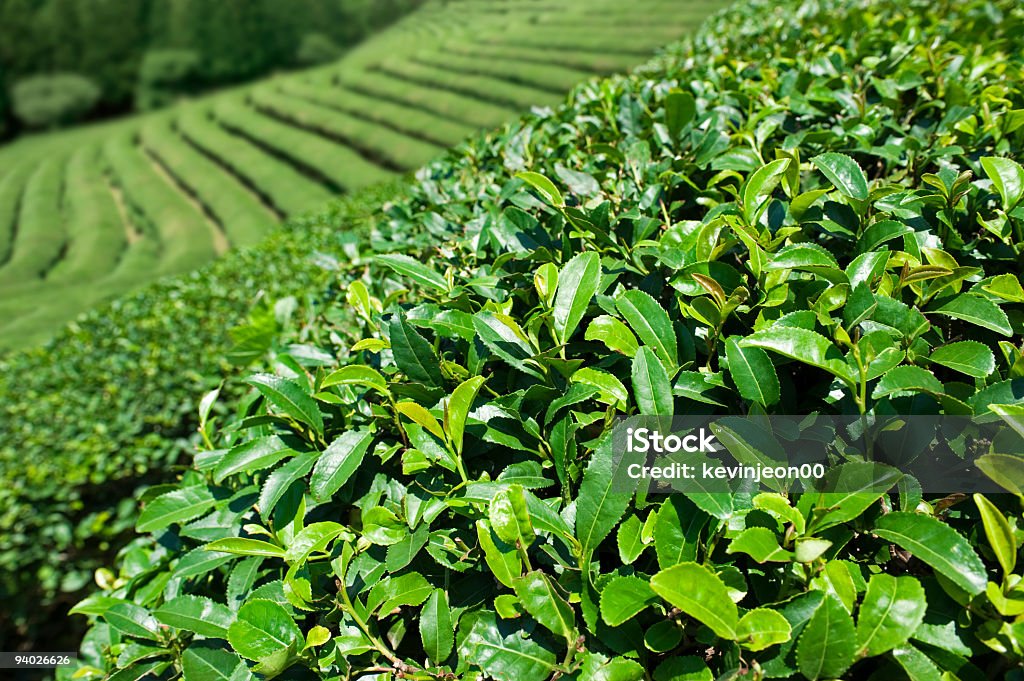 Chá verde - Foto de stock de Agricultura royalty-free