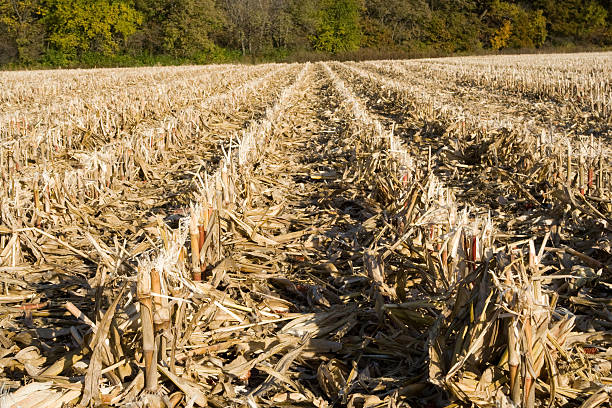 Corn stubble - straight rows stock photo