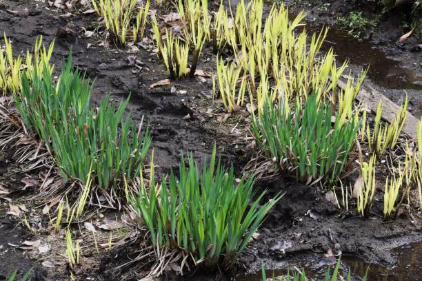 istock Sprout of irises 940272602