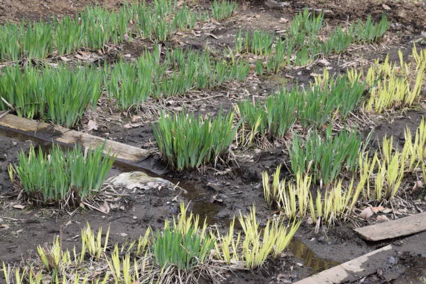 istock Sprout of irises 940272640