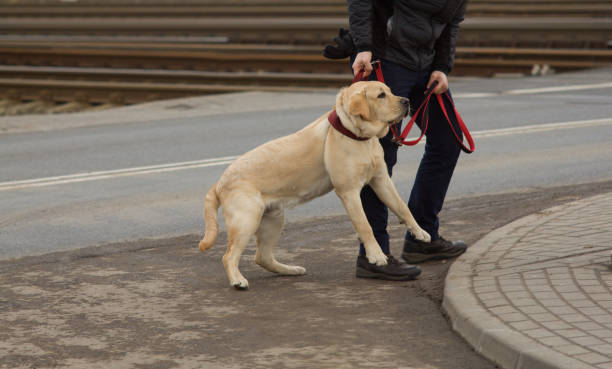 istock Canine education - disobedient dog 940279476