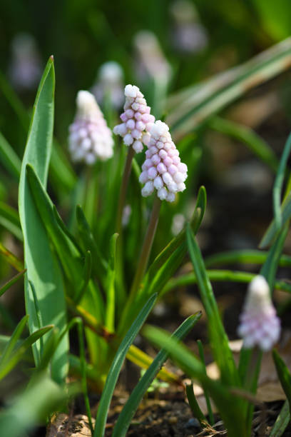 istock muscari 'pink sunrise' 940280168