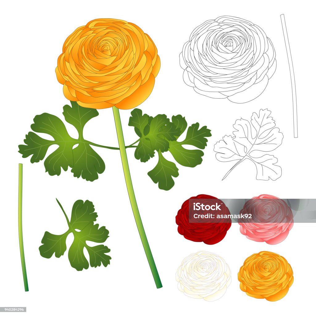 Rouge Rose Blanc Fleur De Renoncule Jaune Et Contour Illustration  Vectorielle Vecteurs libres de droits et plus d'images vectorielles de  Arbre en fleurs - iStock