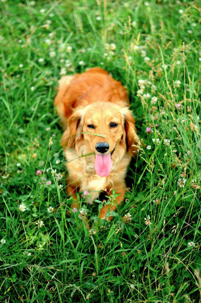 istock Portrait of a young handsome cocker spaniel puppy dog. 940284424
