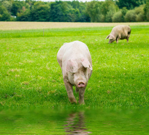 pig running on a green meadow. pig graze on organic bio farm