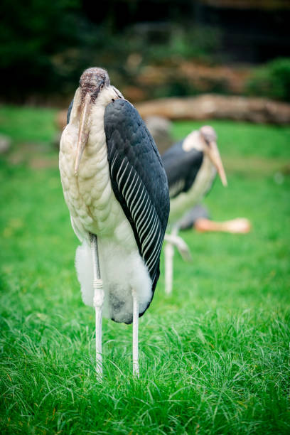 Marabou Stork. Leptoptilos crumeniferus Marabou Stork. Leptoptilos crumeniferus the undertaker stock pictures, royalty-free photos & images