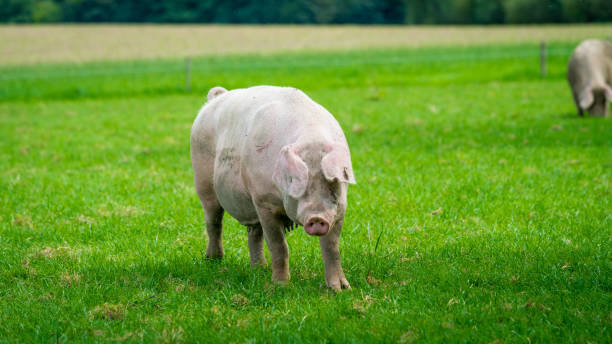 istock pig running on a green meadow. pig graze on organic bio farm 940287534