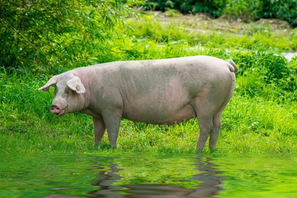 istock pig running on a green meadow. pig graze on organic bio farm 940287628