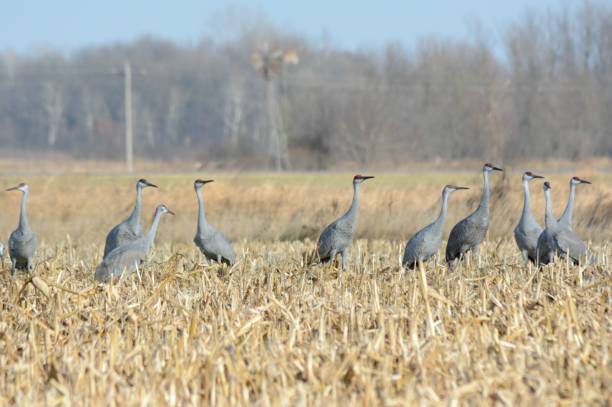 istock Foraging Flock Of Sandhill Cranes 940295316