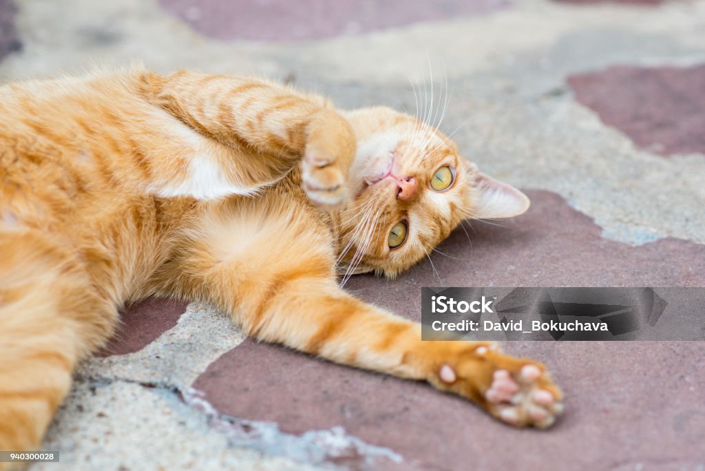 Ginger tabby cat Playful red cat rolls on the shabby concrete floor outdoors. Domestic Cat Stock Photo