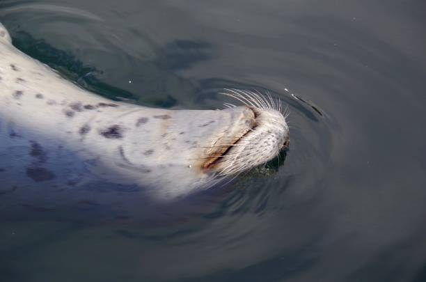 istock Harbour seal swimming upside down with a big grin on its face 940300040