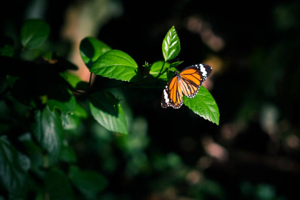 istock Orange butterfly in the darkness of forest 940300046
