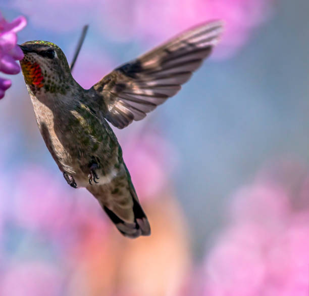 hummingbird on redbed blooms - redbed imagens e fotografias de stock