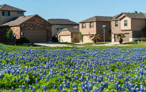Spring time bluebonnets with suburb homes Bluebonnet patch in early spring time in central Texas as the state flowers pop up first with suburb modern luxury homes and houses in neighborhood lupine flower photos stock pictures, royalty-free photos & images