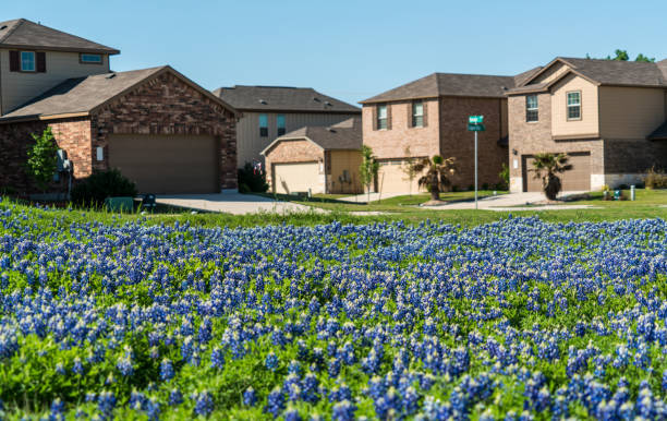 весеннее время bluebonnets с пригородных домов - pea flower стоковые фото и изображения