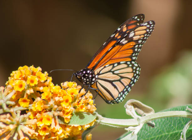 Monarch Butterfly Migration Monarch Butterfly California Beauty pacific grove stock pictures, royalty-free photos & images