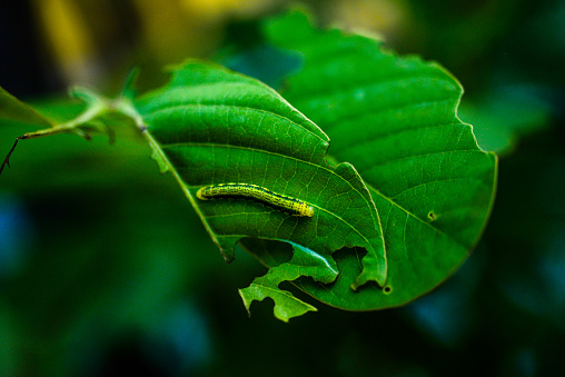 A Monarch butterfly caterpillar in lush foliage in a natural habitat